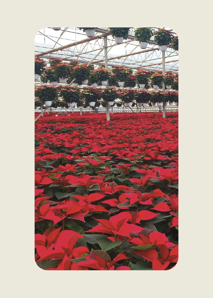 floricoltura per vasi piccoi tecno grow